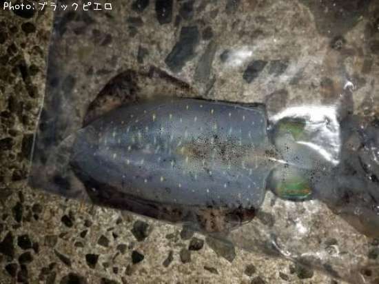 �����ꥤ��