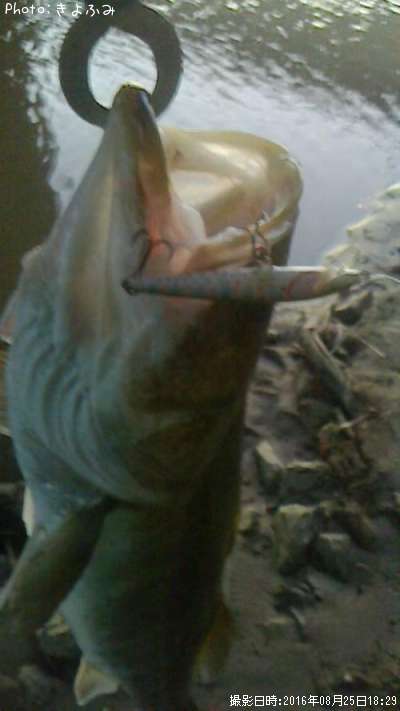 �����Х�