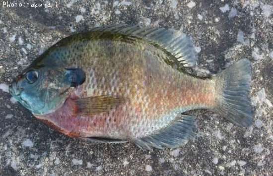 �֥롼����