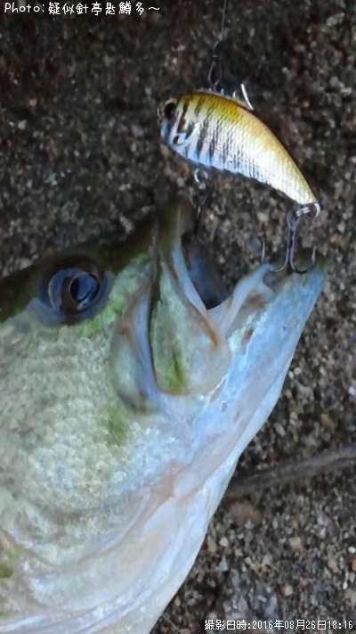 �֥�å��Х�