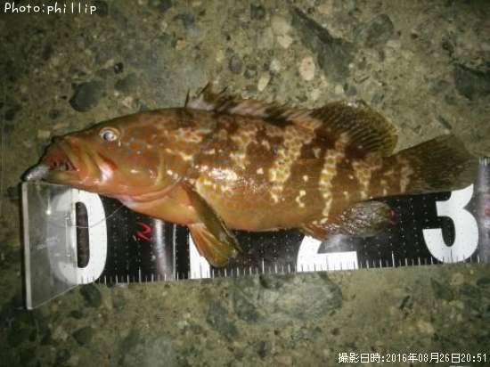 �����ϥ�