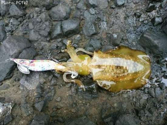 �����ꥤ��