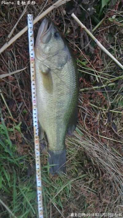 �֥�å��Х�