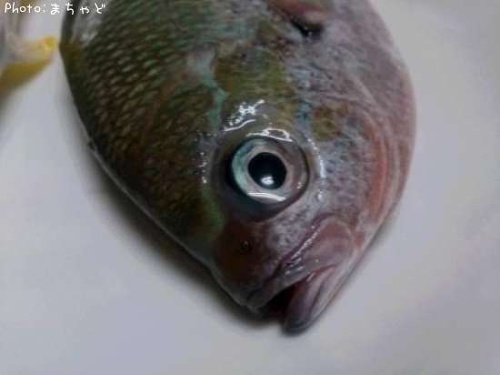 �����塼���륯��ڥ�ᥦ�ᥤ����
