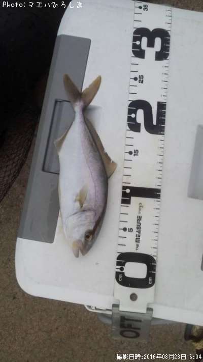 �������ӥ�