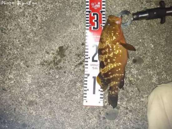 �����ϥ�