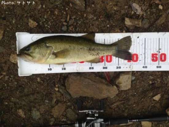 �֥�å��Х�