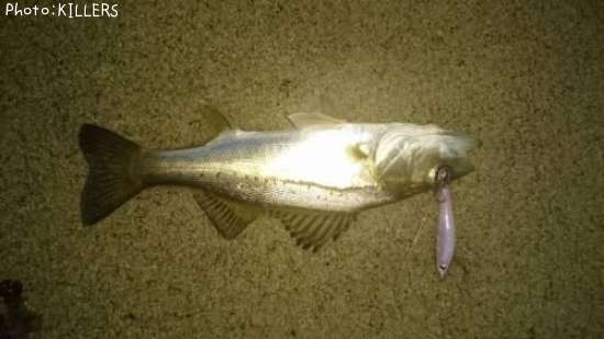 �����Х�