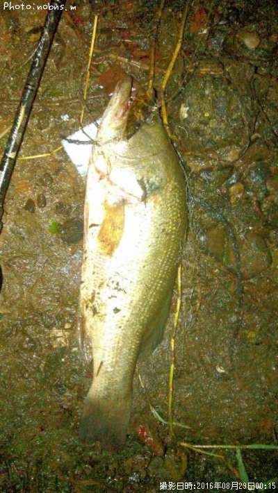 �֥�å��Х�