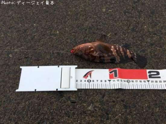 �����ϥ�