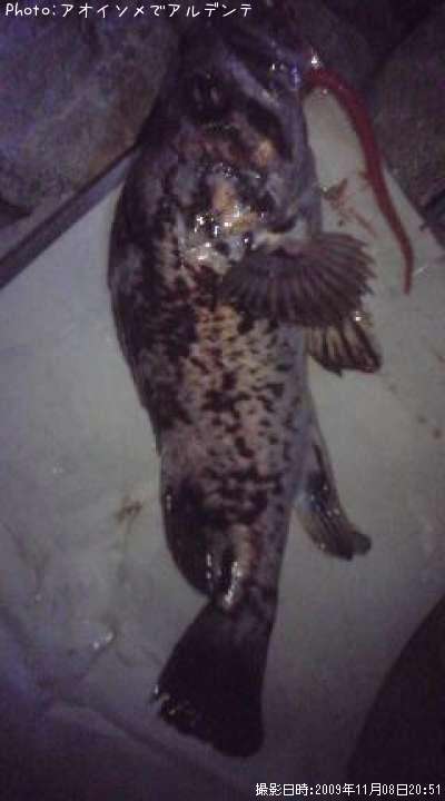 �٥å�������