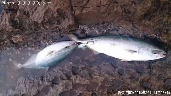 �參��������