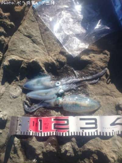 �����ꥤ��