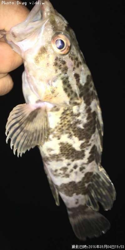 �����Υ���Х�