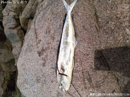 ������ʥڥ�ڥ��