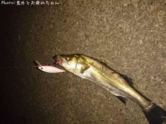 �����Х�