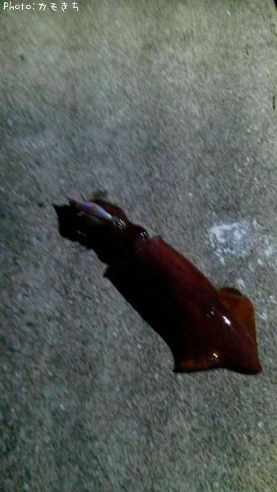 ���󥵥�����