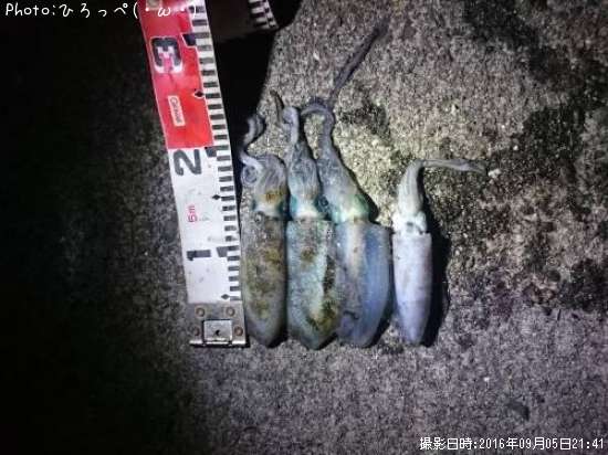 �����ꥤ��