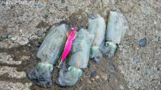 �����ꥤ��