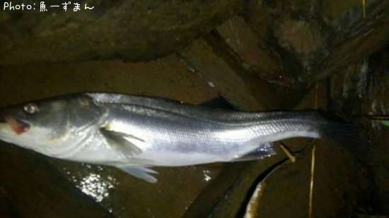 �����Х�