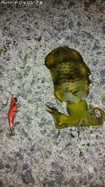 �����ꥤ��