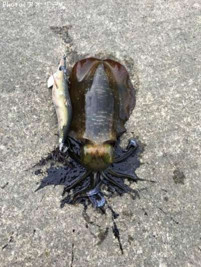 �����ꥤ��