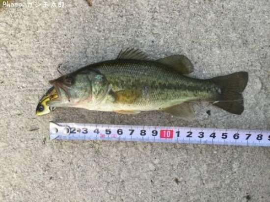 �֥�å��Х�