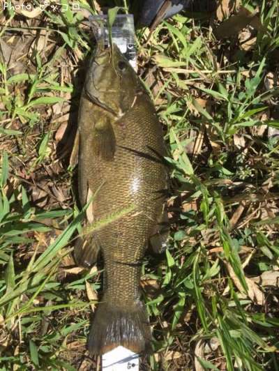 ���⡼��ޥ����Х�