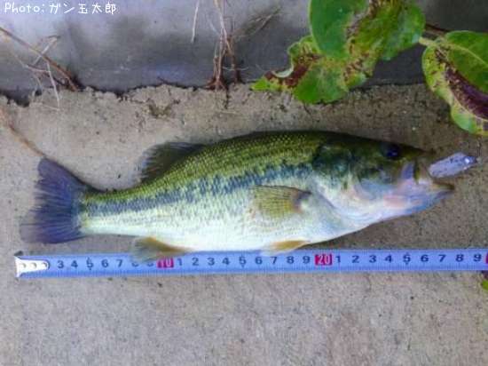 �֥�å��Х�