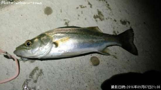 �����Х�