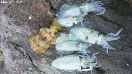 �����ꥤ��