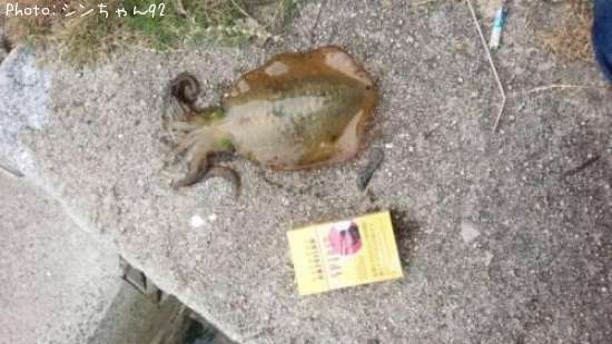 �����ꥤ��