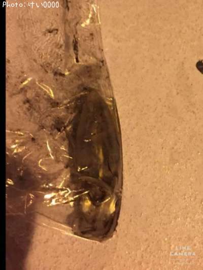 �����ꥤ��