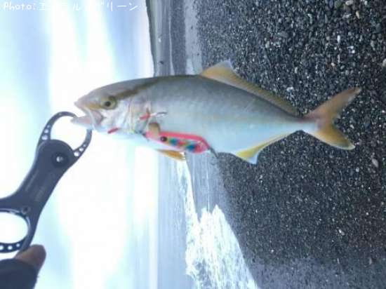 ����ѥ���