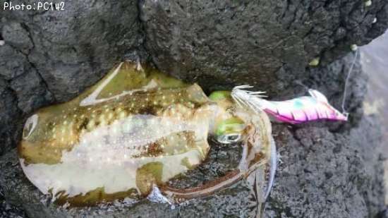 �����ꥤ��