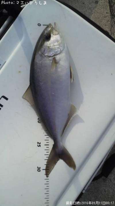 �����ӥ�