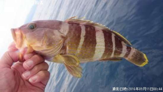 �����ϥ�