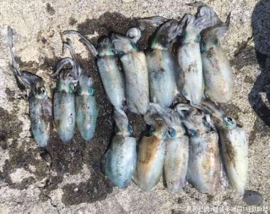 �����ꥤ��