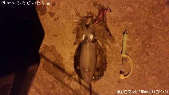 �����ꥤ��