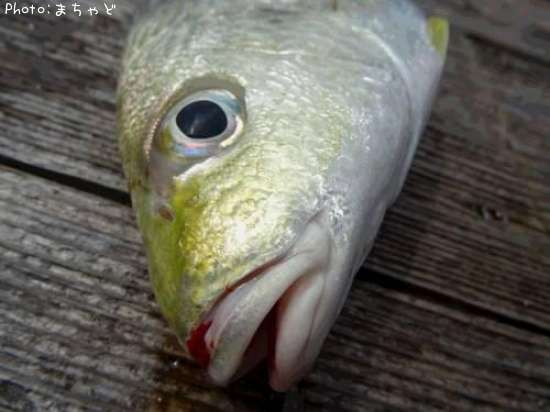 ���������ڥۥ��ߥ���������