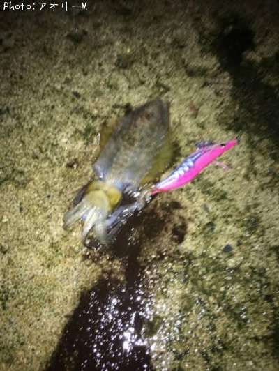 �����ꥤ��