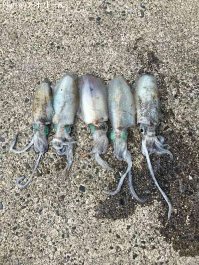 �����ꥤ��