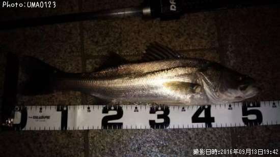 �����Х�