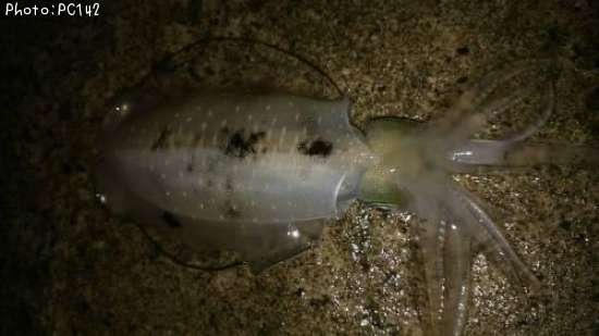 �����ꥤ��