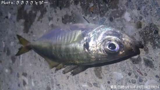 ��������Х�������Х����᥸��