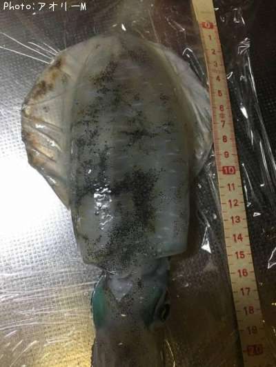 �����ꥤ��