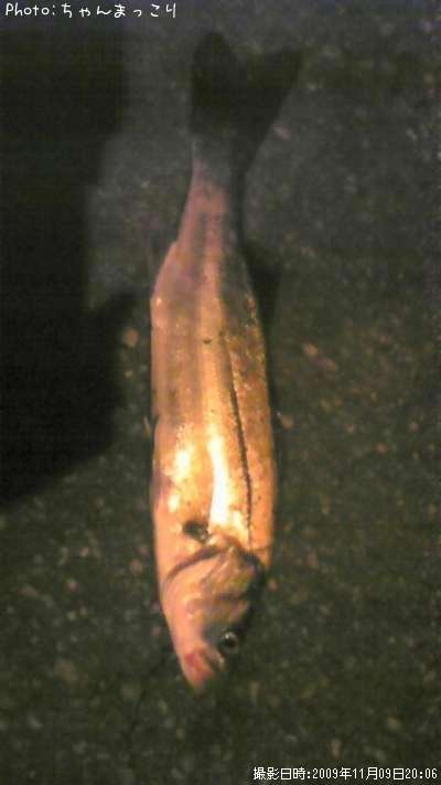 �����Х�