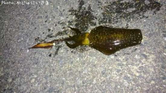 �����ꥤ��