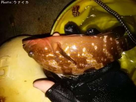 �����ϥ�