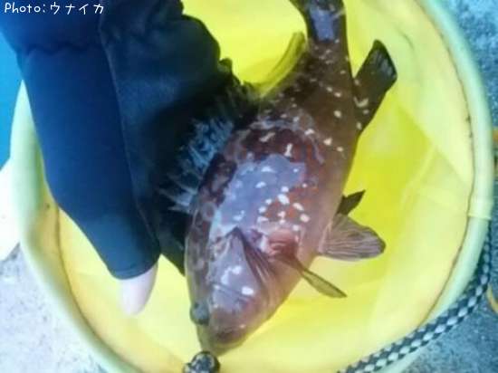 �����ϥ�